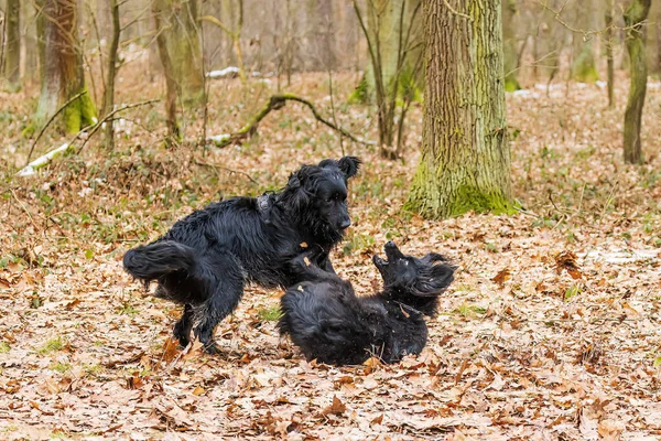 Αρσενικό Μαύρο Και Χρυσό Hovie Σκυλί Hovawart Ζευγάρι Παίζουν Αγωνίζονται — Φωτογραφία Αρχείου