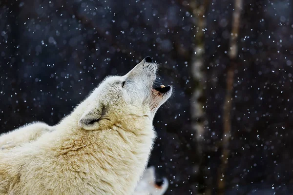 male Arctic wolf (Canis lupus arctos) wolf howls in detail