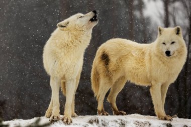 male Arctic wolf (Canis lupus arctos) one of the pack started howling