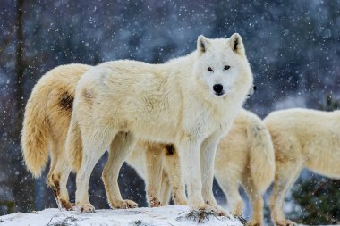 male Arctic wolf (Canis lupus arctos) pack during snowfall
