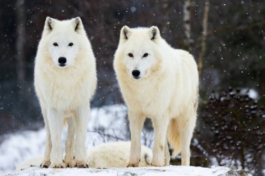 male Arctic wolf (Canis lupus arctos) two standing side by side
