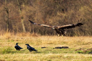 female White-tailed eagle (Haliaeetus albicilla) flying low over the ground