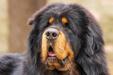 male Tibetan Mastiff head portrait in detail