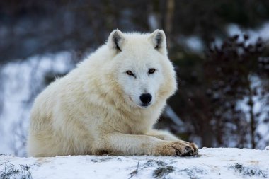 male Arctic wolf (Canis lupus arctos) resting in the snow