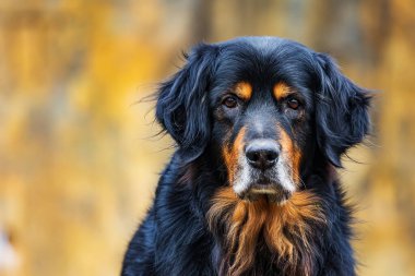 male black and gold Hovie dog hovawart frontal portrait with a yellowish background