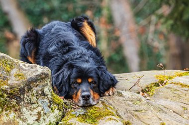 male black and gold Hovie dog hovawart is situated on a sandstone rock