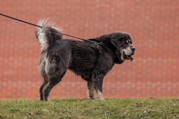 female Tibetan Mastiff she\'s on a leash