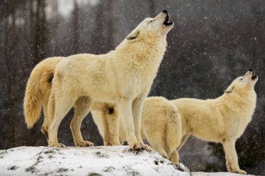 male Arctic wolf (Canis lupus arctos) one of the pack howls