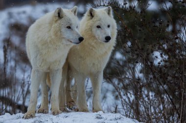 male Arctic wolf (Canis lupus arctos) two of the pack in the snow