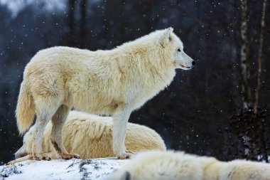 male Arctic wolf (Canis lupus arctos) looking at the landscape