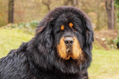 Tibetli erkek. Çok güzel bir köpek.