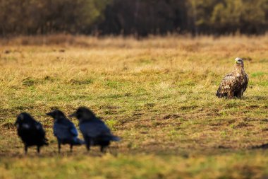 female White-tailed eagle (Haliaeetus albicilla) is with the ravens in the foreground
