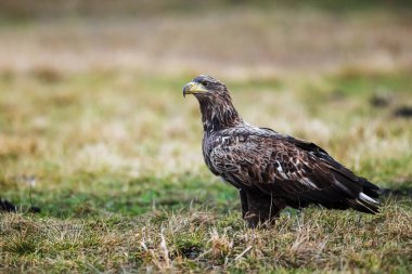 female White-tailed eagle (Haliaeetus albicilla) poses beautifully