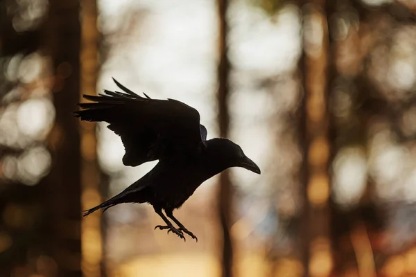 Mannelijke Raaf Corvus Corax Silhouet Van Een Vogel Tijdens Vlucht — Stockfoto