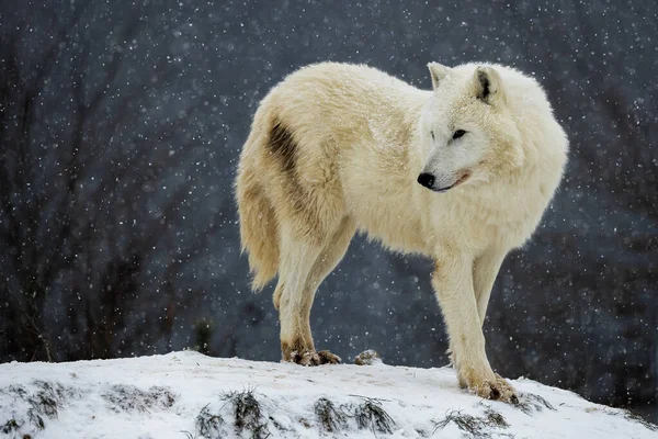 Male Arctic Wolf Canis Lupus Arctos Standing Falling Snow — 图库照片