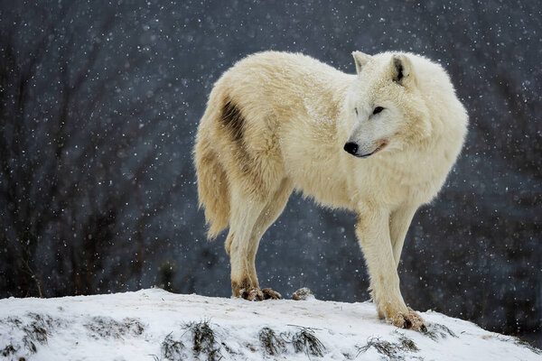 Male Arctic wolf (Canis lupus arctos) standing in the falling snow