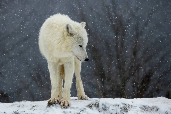 Man Arktisk Varg Canis Lupus Arctos Snö Faller Runt — Stockfoto