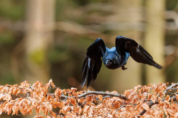 Male Common Raven Corvus Corax Flying Forest — Stock Photo, Image