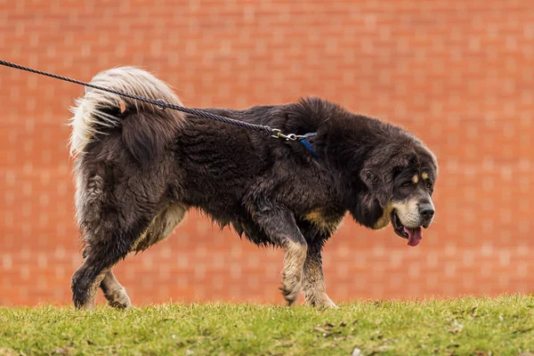 female Tibetan Mastiff is on a leash