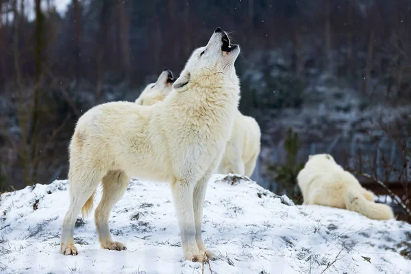 Male Arctic Wolf Canis Lupus Arctos Howls Pack —  Fotos de Stock