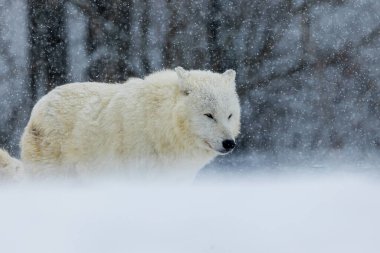 Erkek kutup kurdu (Canis lupus arctos) karlı araziden geliyor.