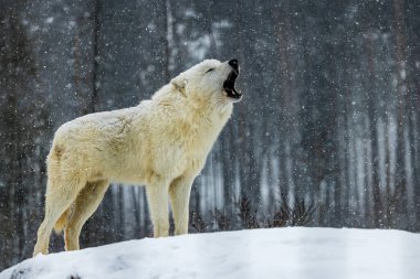 Erkek kutup kurdu (Canis lupus arctos) ulumaya başlar.