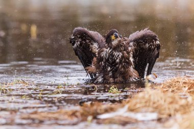 Kel kartal (Haliaeetus leucocephalus) suda avlanır