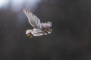 Düşen karla uçan küçük baykuş (Athene noctua)