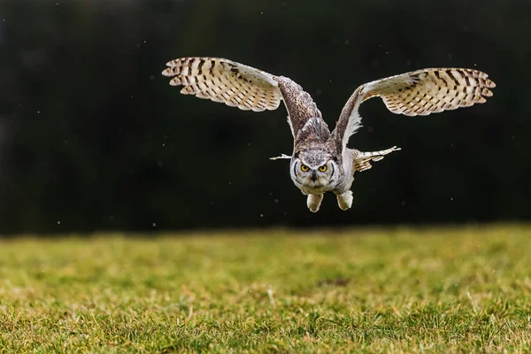 Macho Búho Cuernos Grandes Bubo Virginianus También Conocido Como Búho — Foto de Stock