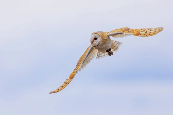 Barn Owl Tyto Alba Sky — Stock Photo, Image