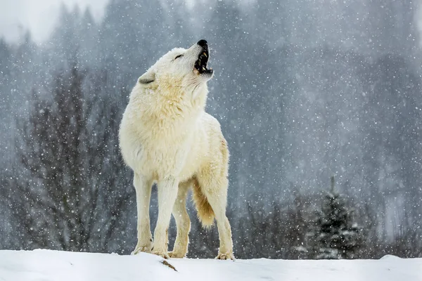 Mannelijke Arctische Wolf Canis Lupus Arctos Hij Eenzaam — Stockfoto