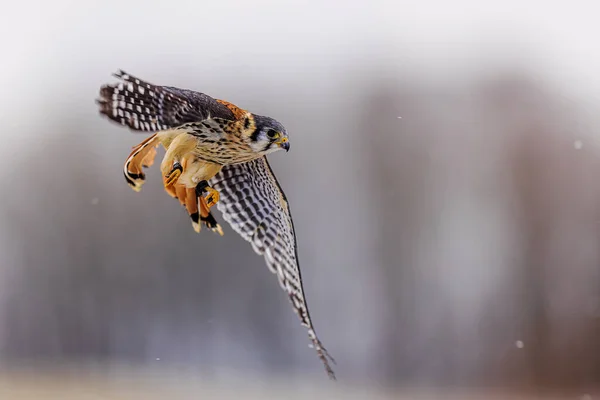 アメリカのケストレル Falco Sparverius — ストック写真