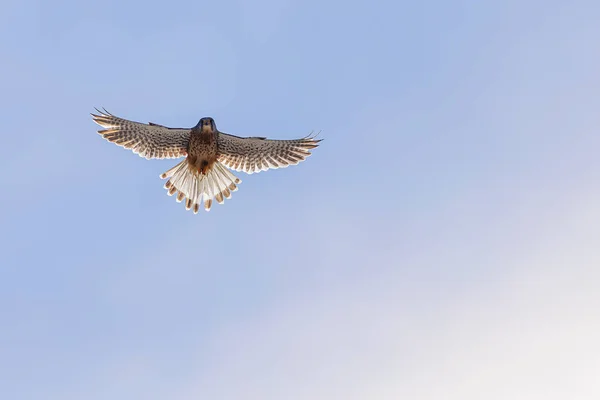 Κοινό Kestrel Falco Tinnunculus Στον Ουρανό — Φωτογραφία Αρχείου