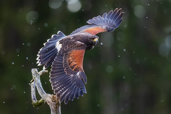 Female Harris Hawk Parabuteo Unicinctus Flight According Forest Royalty Free Stock Images