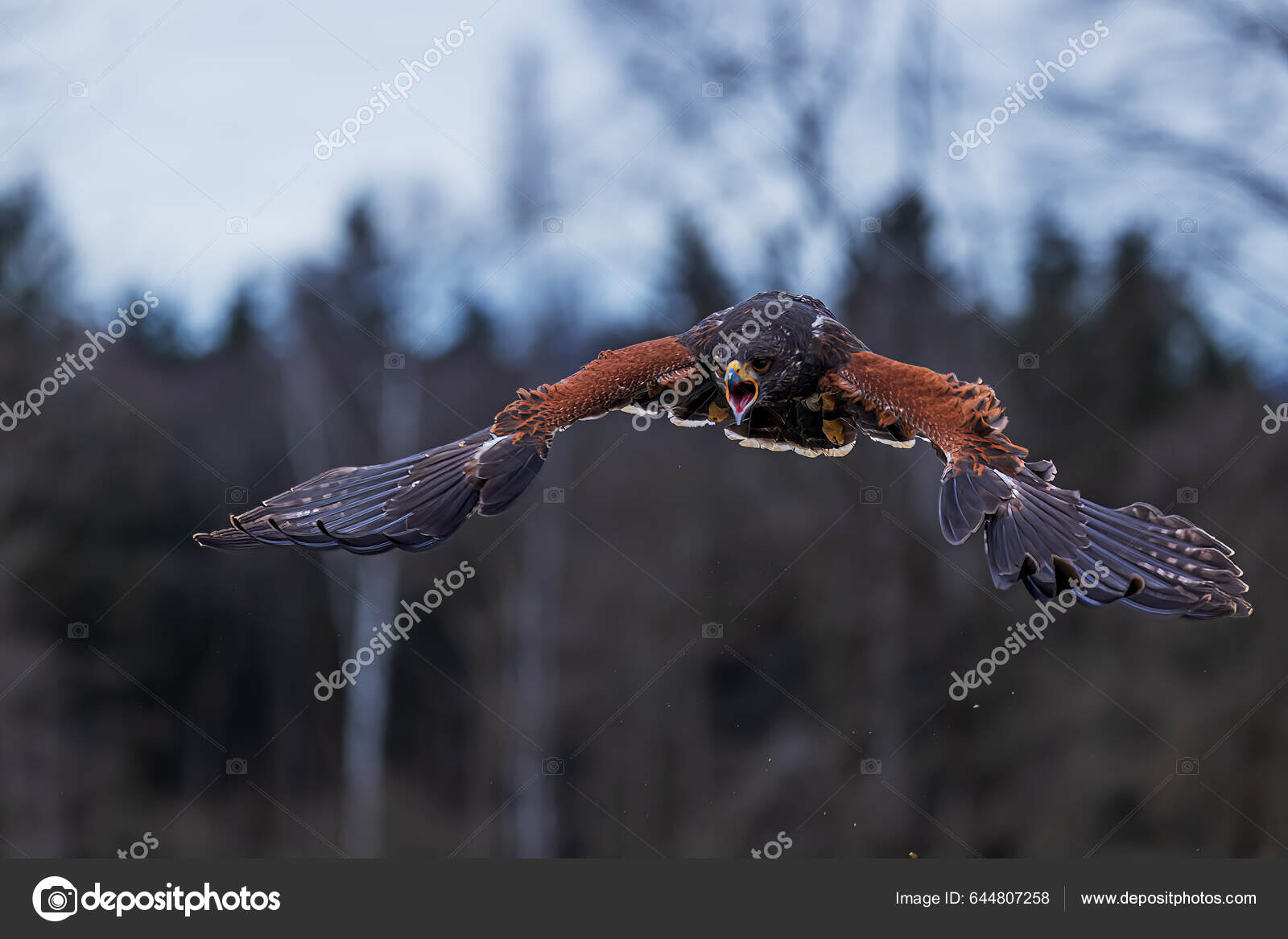 哈里斯的雌鹰独角兽鹦鹉在尖叫——图库图片© Michal Ninger #644807258