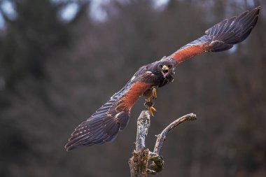 Dişi Harris 'in şahini (Parabuteo unicinctus) bir çığlıkla başlar