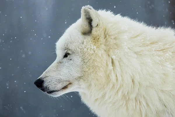 側面からのオスの北極オオカミ カニス ルプス アルクト の肖像 — ストック写真