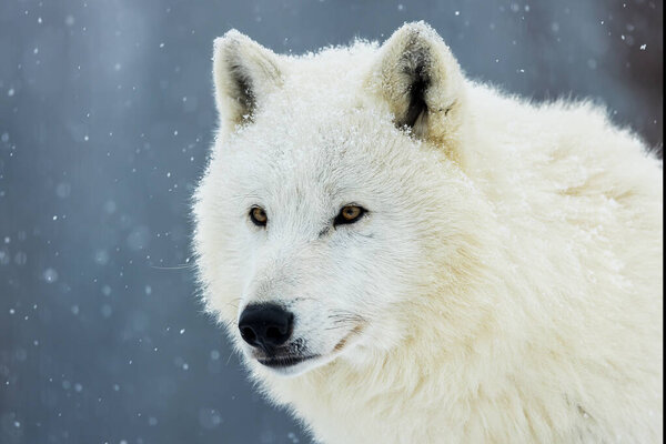 Male Arctic wolf (Canis lupus arctos) portrait in snowfall