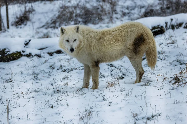 Arktisk Varghanne Canis Lupus Arctos Smutsig — Stockfoto