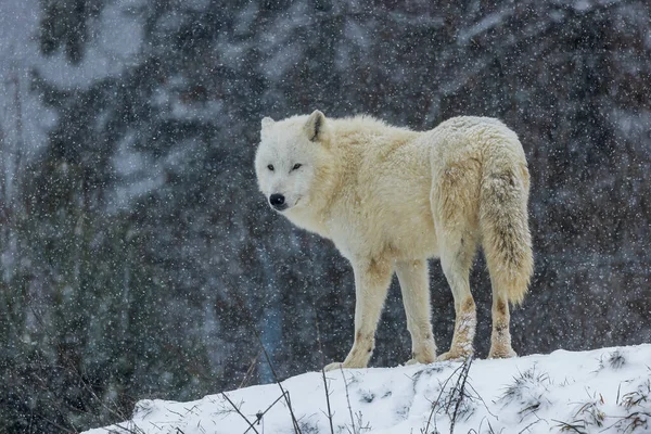 Macho Lobo Ártico Canis Lupus Arctos Nieve Está Cayendo —  Fotos de Stock