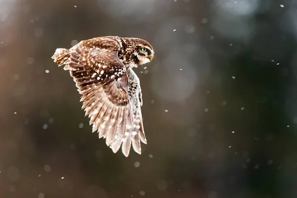 Little Owl Athene Noctua Flying Falling Snow — Stock Photo, Image