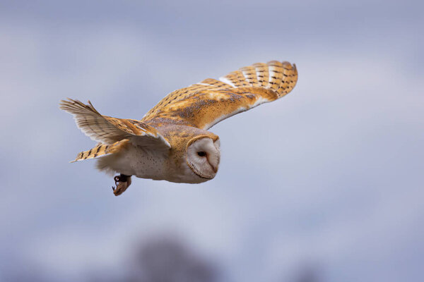 female barn owl (Tyto alba) close up during flight