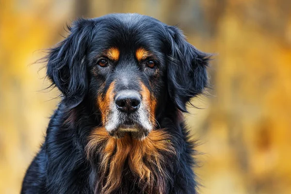 Αρσενικό Μαύρο Και Χρυσό Hovie Σκυλί Hovawart Μετωπική Πορτρέτο — Φωτογραφία Αρχείου