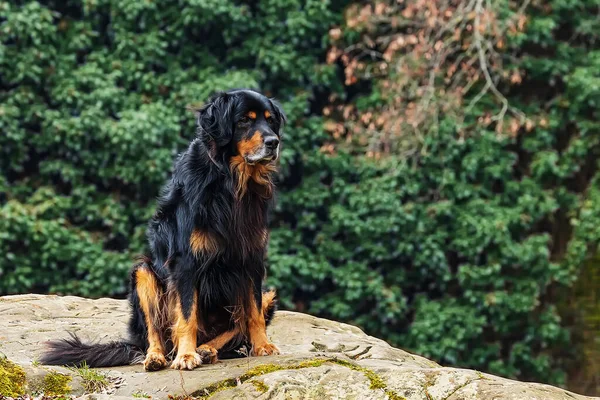オス黒とゴールドホビット犬ホバートと緑の背景 — ストック写真