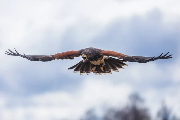Female Harris Hawk Parabuteo Unicinctus Screams While Flying — Stock Photo, Image