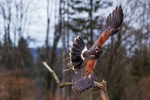 Female Harris Hawk Parabuteo Unicinctus Took Screaming — Stock Photo, Image