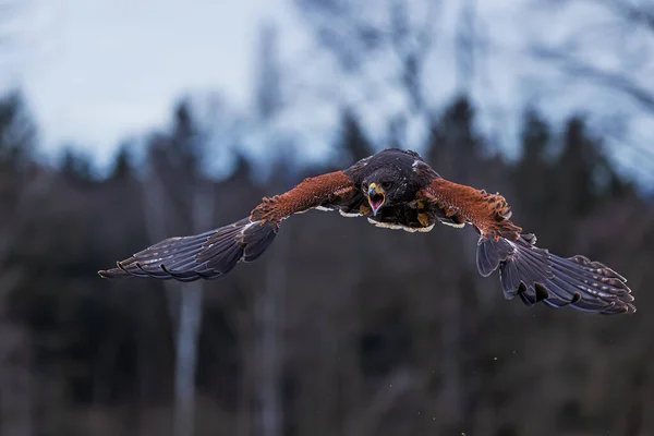 Female Harris Hawk Parabuteo Unicinctus Screaming — Stock Photo, Image