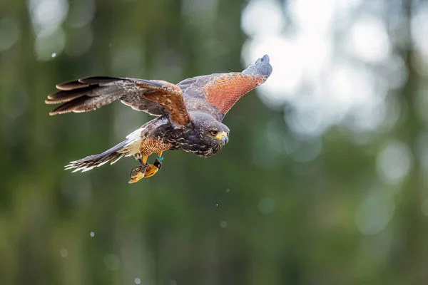 Female Harris Hawk Parabuteo Unicinctus Flying Stock Image