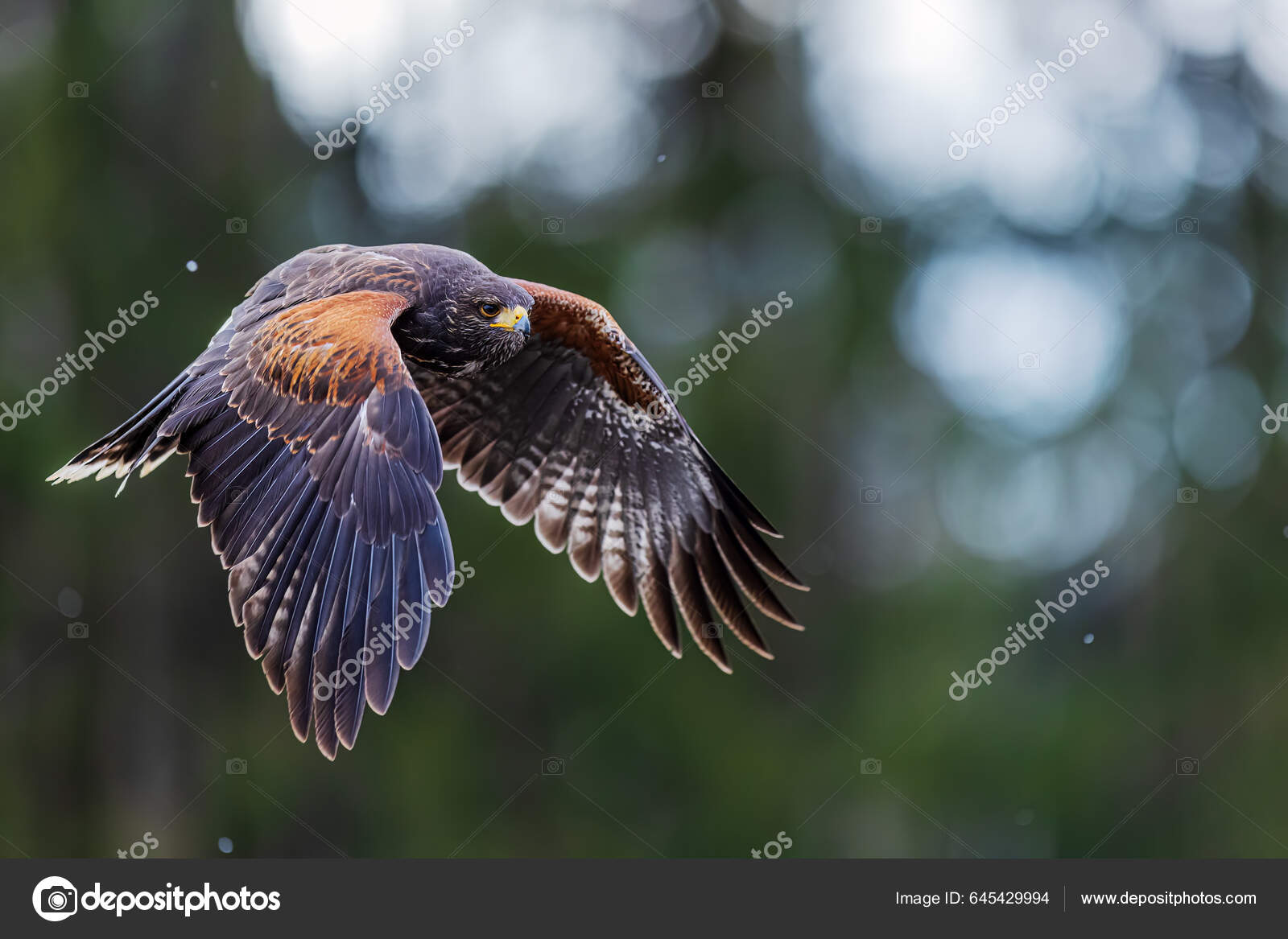 哈里斯的雌鹰Parabuteo Unicinctus 在森林中飞翔——图库图片© Michal Ninger #645429994