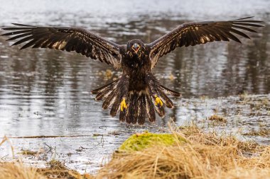 Kel kartal (Haliaeetus leucocephalus) göl kıyısına düşer.